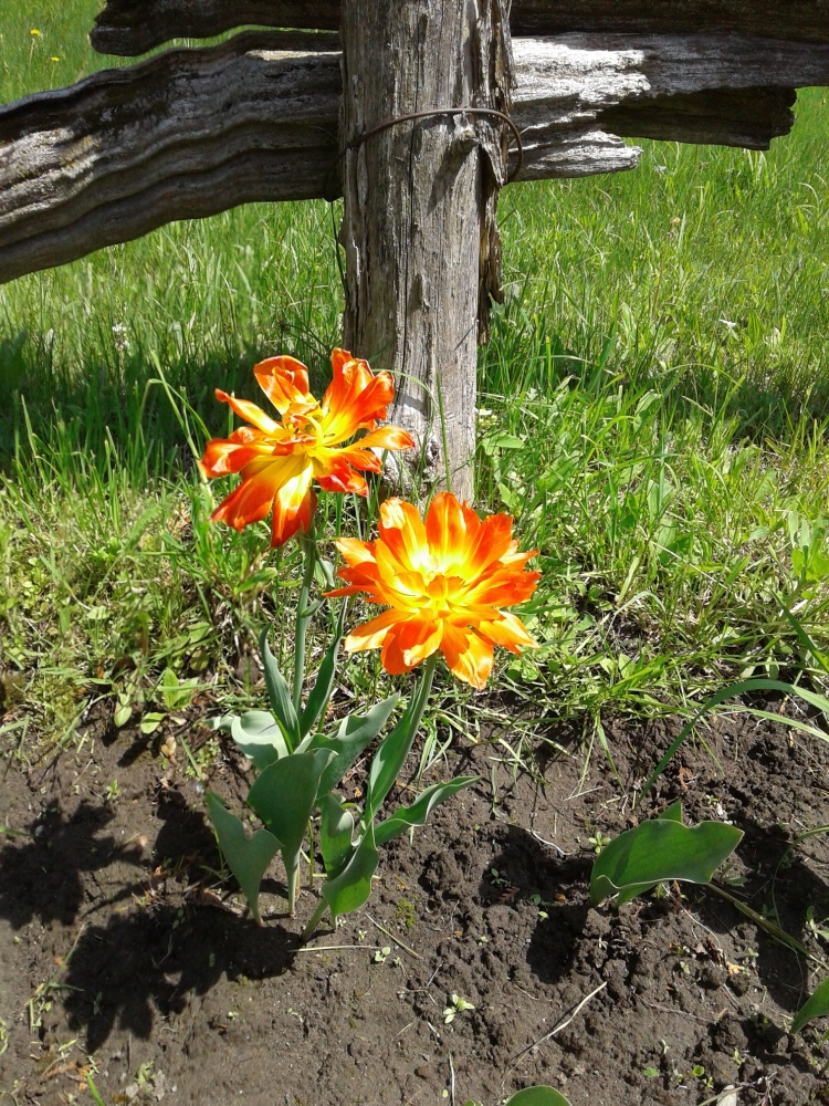 Beauty of fading tulips
