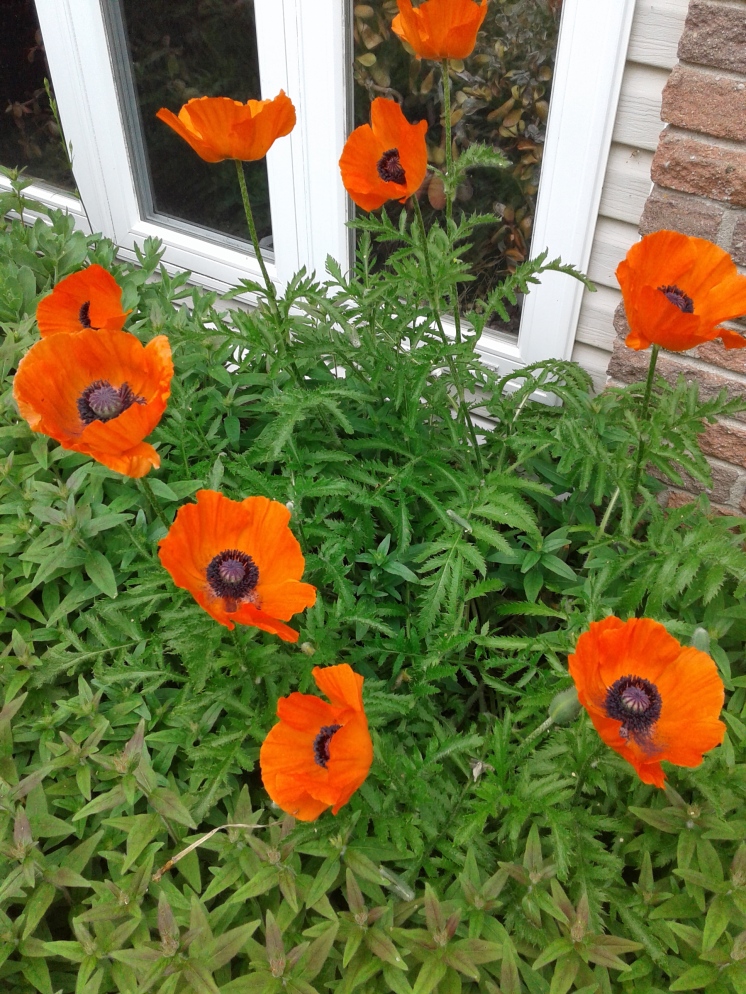 Poppies on display
