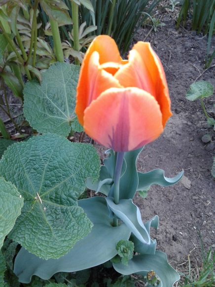 Orange tulip 2018